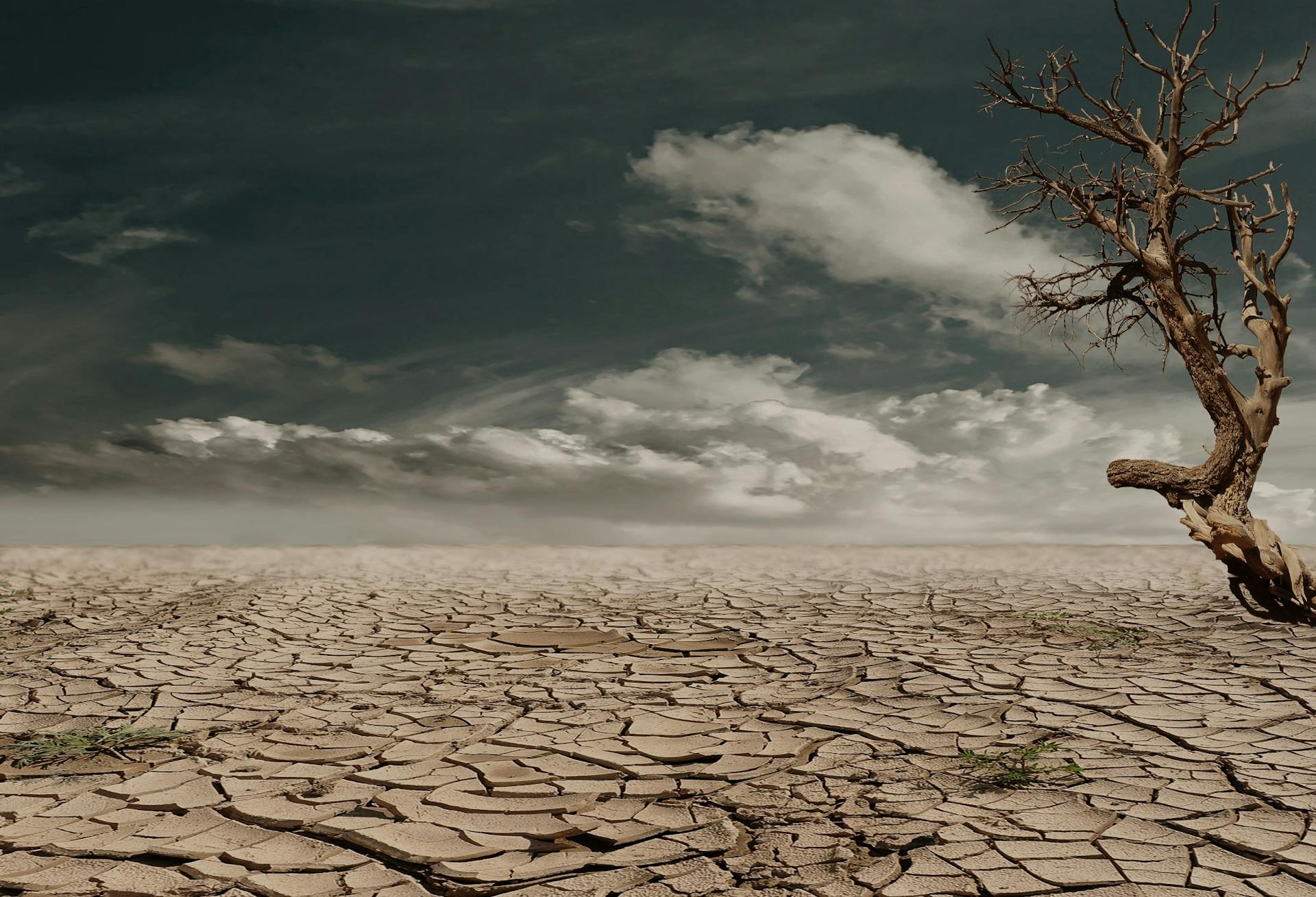 Cómo influye el cambio climático en la elaboración del vino