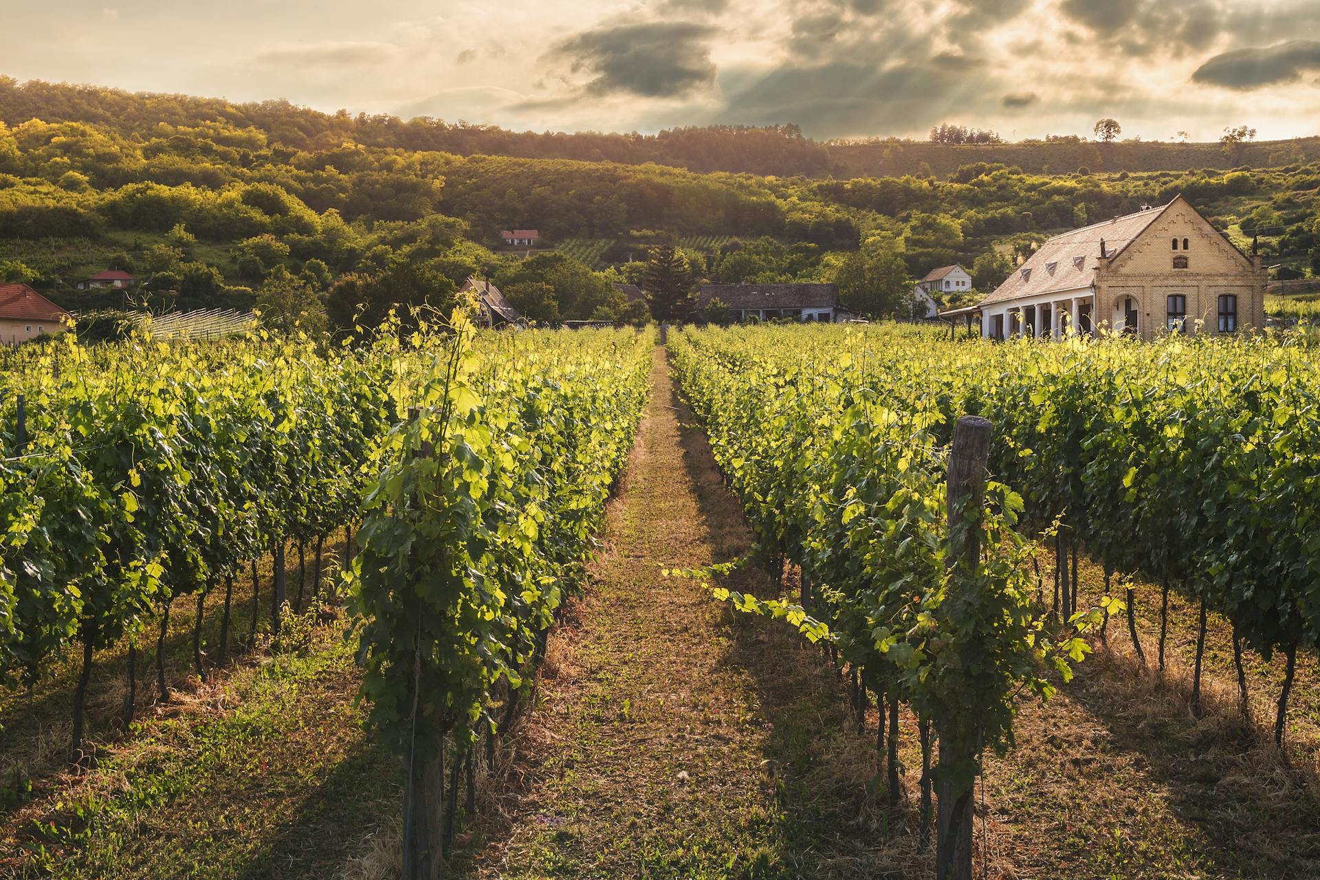 Mitos del vino español