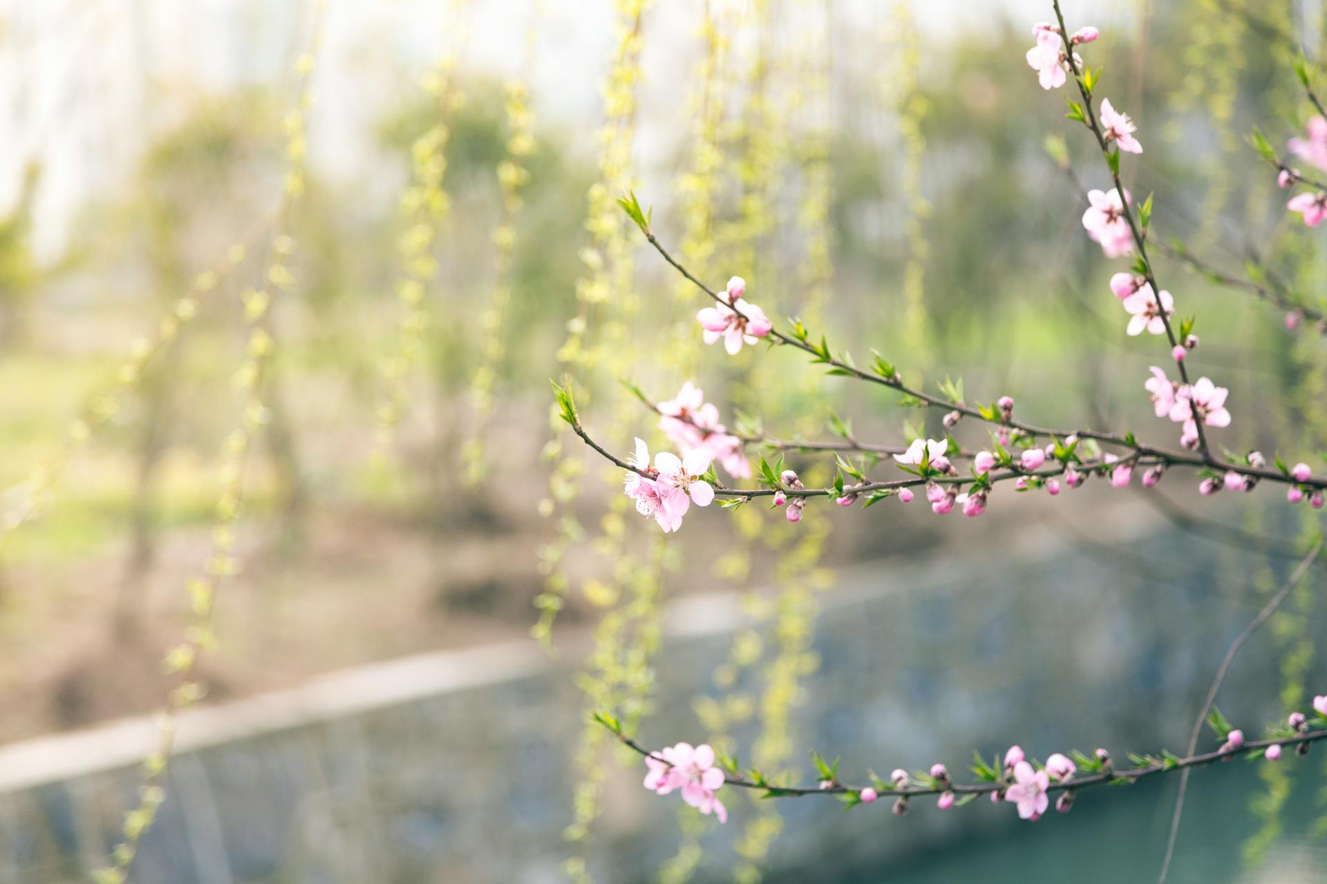 Vinos para beber en primavera