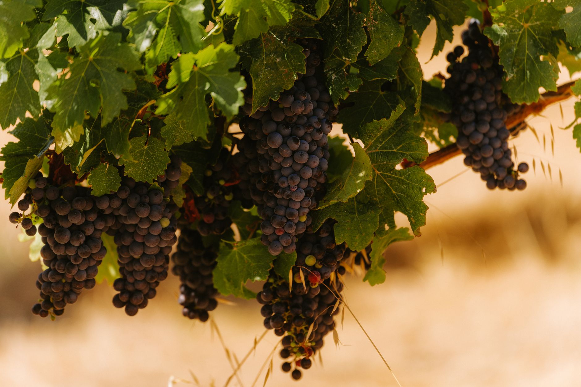 Racimos pequeños de uva tinta madurando en una viña de la zona de Rioja