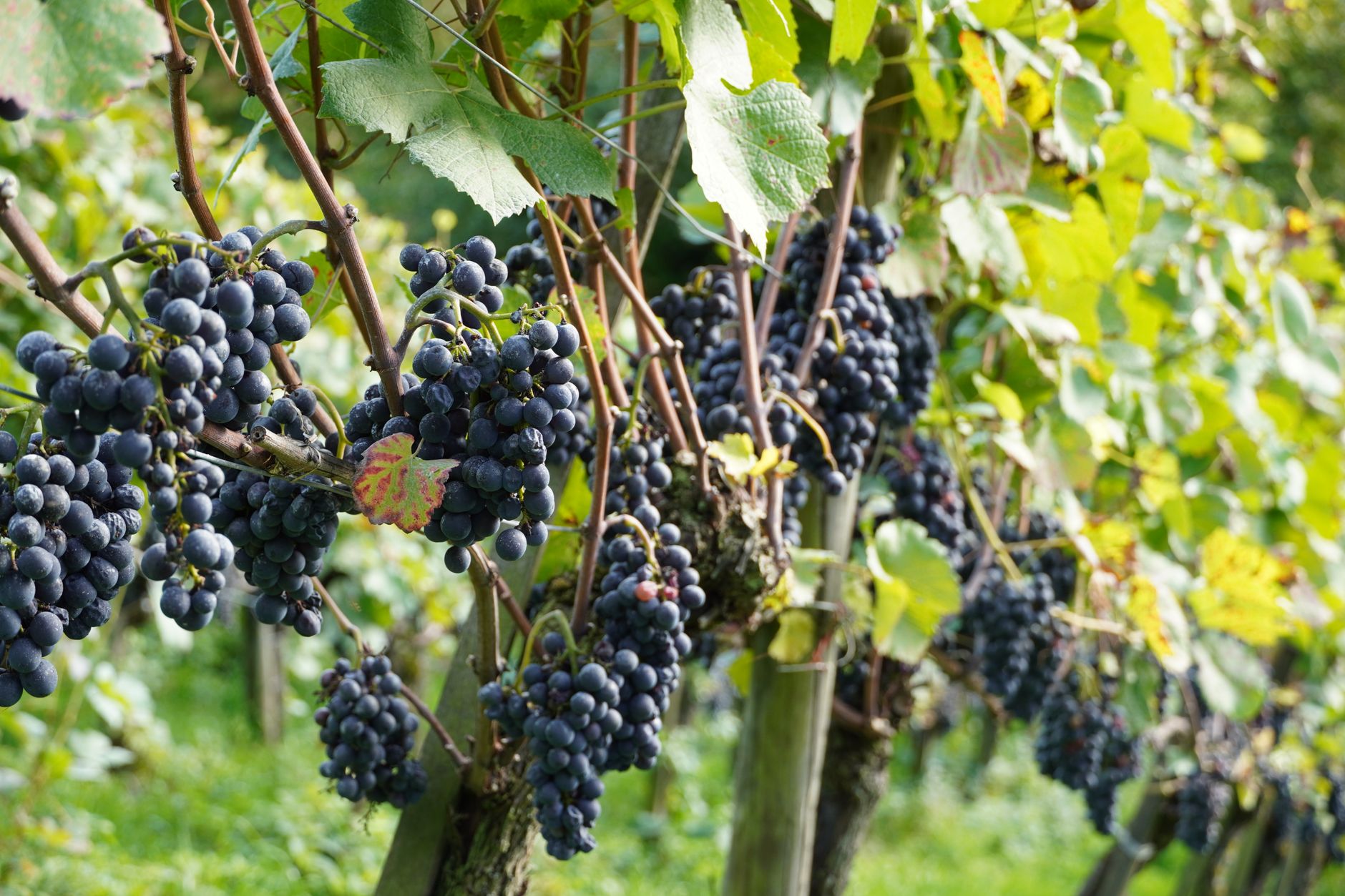 Racimos de uva garnacha madura en una viña de secano con copa de tinto al fondo